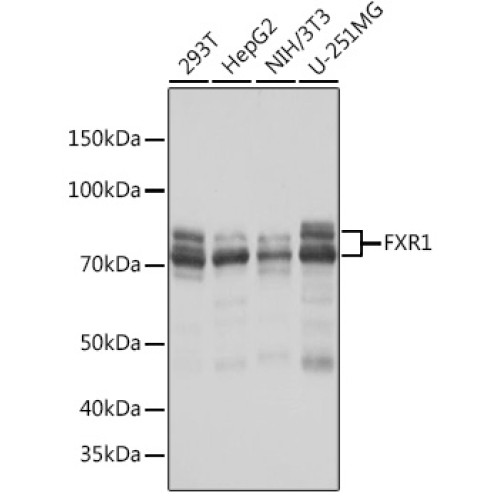 FXR1 Rabbit mAb