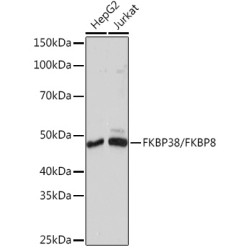 FKBP38/FKBP8 Rabbit mAb