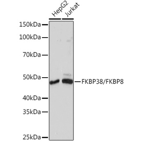FKBP38/FKBP8 Rabbit mAb