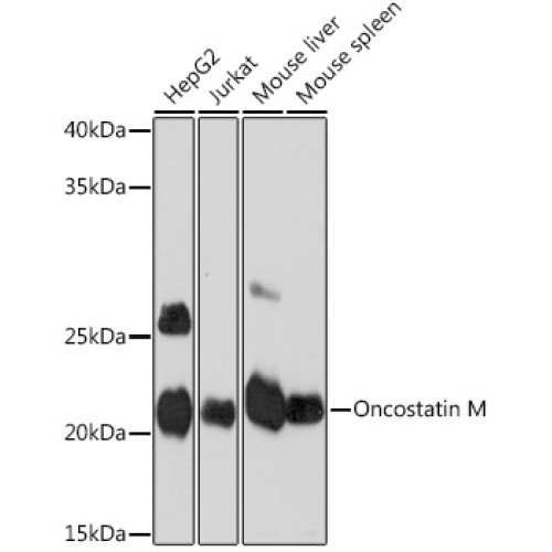 Oncostatin M Rabbit mAb