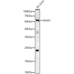 IGHA1 Rabbit pAb