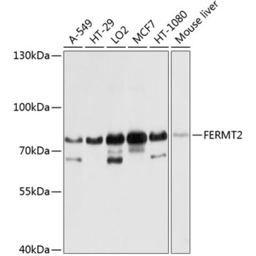 FERMT2 Rabbit pAb