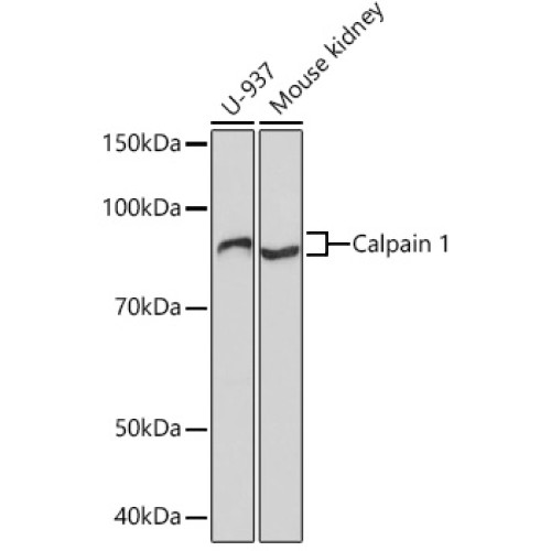 Calpain 1 Rabbit mAb