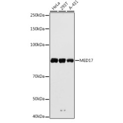 MED17 Rabbit pAb
