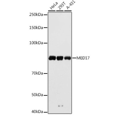 MED17 Rabbit pAb