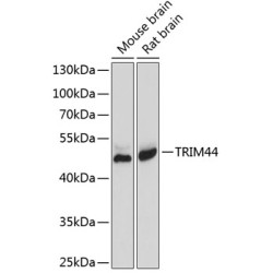 TRIM44 Rabbit pAb