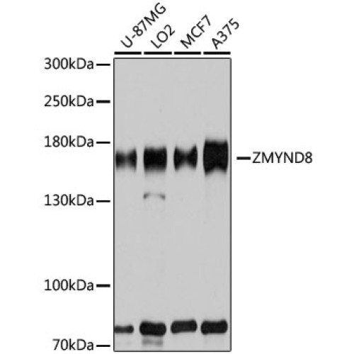 ZMYND8 Rabbit pAb