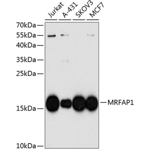 MRFAP1 Rabbit pAb