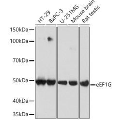 eEF1G Rabbit mAb