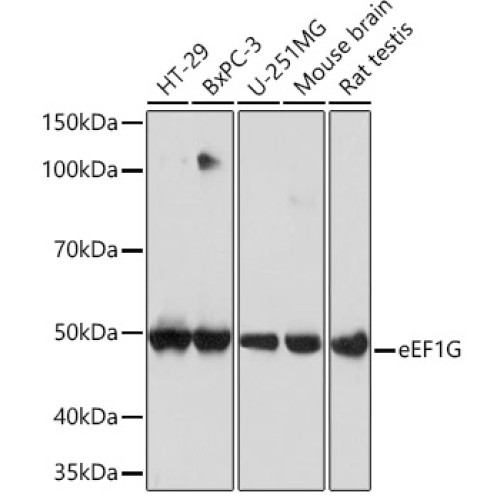 eEF1G Rabbit mAb