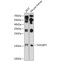 TAX1BP3 Rabbit pAb
