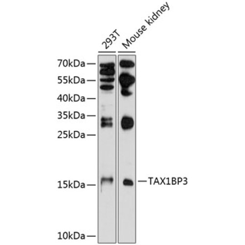 TAX1BP3 Rabbit pAb