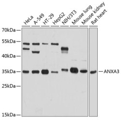 ANXA3 Rabbit pAb