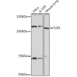 TLR5 Rabbit mAb