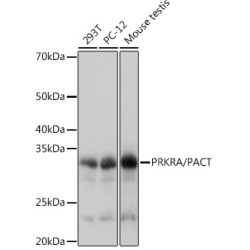 PRKRA/PACT Rabbit mAb