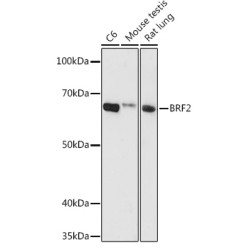 BRF2 Rabbit pAb