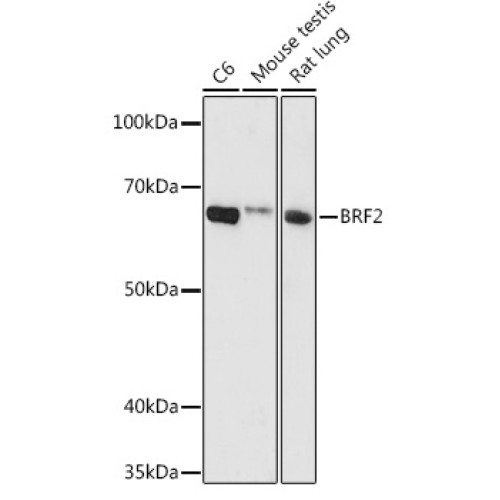 BRF2 Rabbit pAb