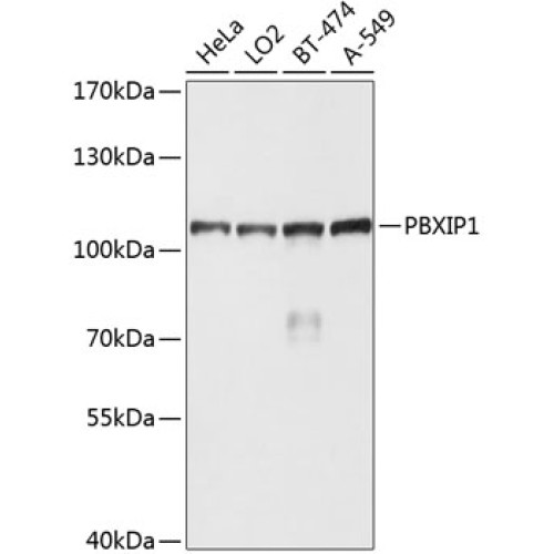 PBXIP1 Rabbit pAb