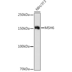 MSH6 Rabbit mAb