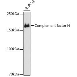 Complement factor H Rabbit mAb