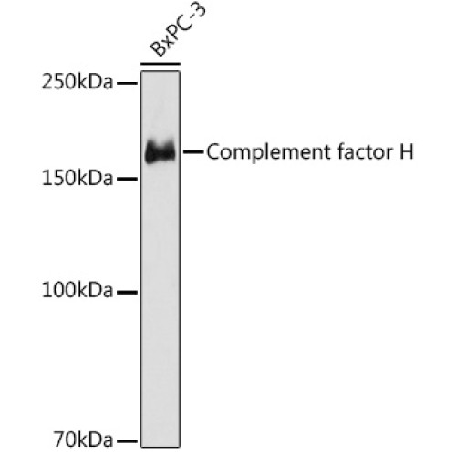 Complement factor H Rabbit mAb