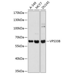 VPS33B Rabbit pAb
