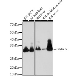 Endo G Rabbit mAb