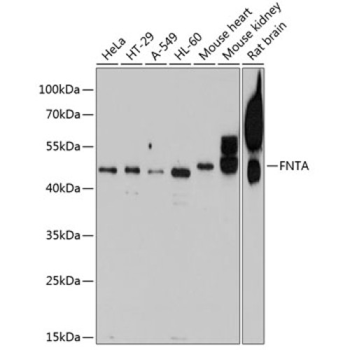 FNTA Rabbit pAb
