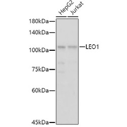 LEO1 Rabbit pAb