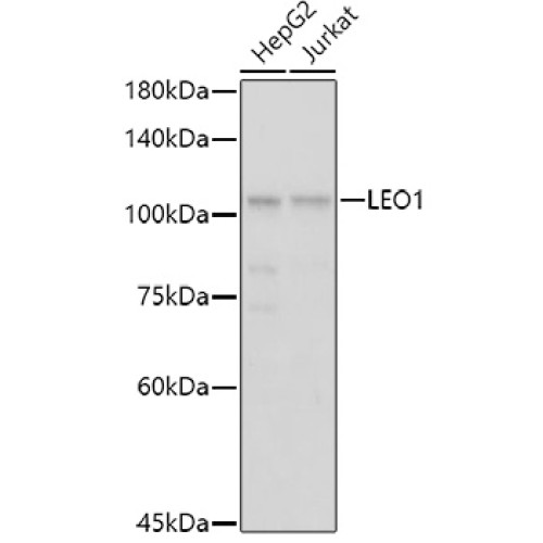 LEO1 Rabbit pAb
