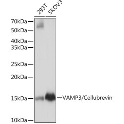 VAMP3/Cellubrevin Rabbit mAb