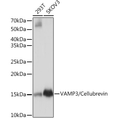 VAMP3/Cellubrevin Rabbit mAb