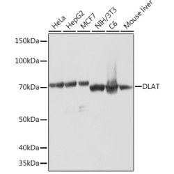 DLAT Rabbit mAb