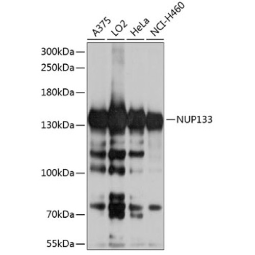 NUP133 Rabbit pAb