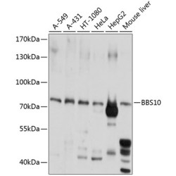 BBS10 Rabbit pAb