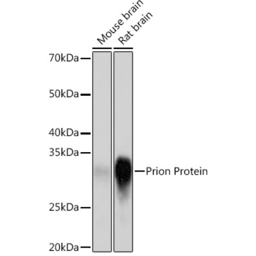 Prion Protein Rabbit mAb
