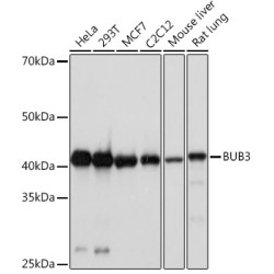 BUB3 Rabbit mAb