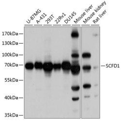 SCFD1 Rabbit pAb