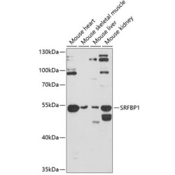 SRFBP1 Rabbit pAb