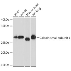 Calpain small subunit 1 Rabbit mAb