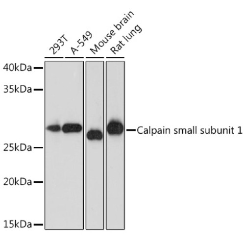 Calpain small subunit 1 Rabbit mAb