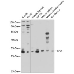 RPIA Rabbit pAb
