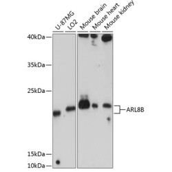 ARL8B Rabbit pAb