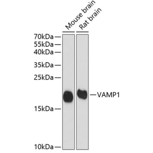 VAMP1 Rabbit pAb