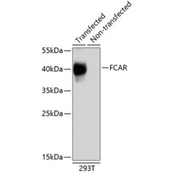 FCAR Rabbit pAb