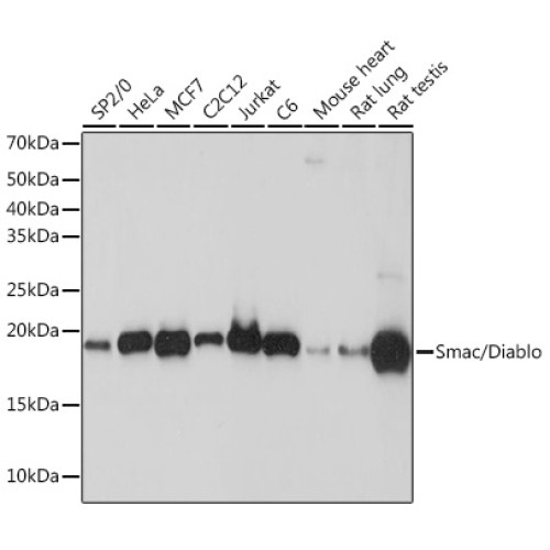 Smac/Diablo Rabbit mAb