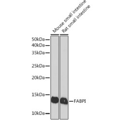 FABPI Rabbit mAb