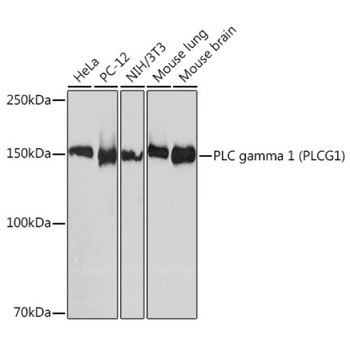 PLC gamma 1 (PLCG1) Rabbit mAb