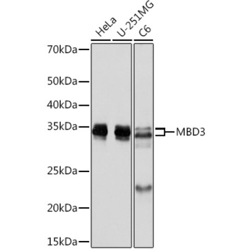 MBD3 Rabbit mAb