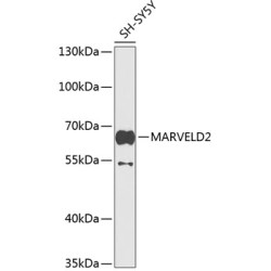 MARVELD2 Rabbit pAb